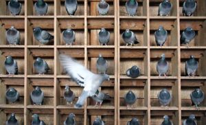 Pigeon holes and learning how to listen